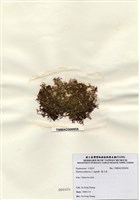 藏品(巢沙菜)的圖片